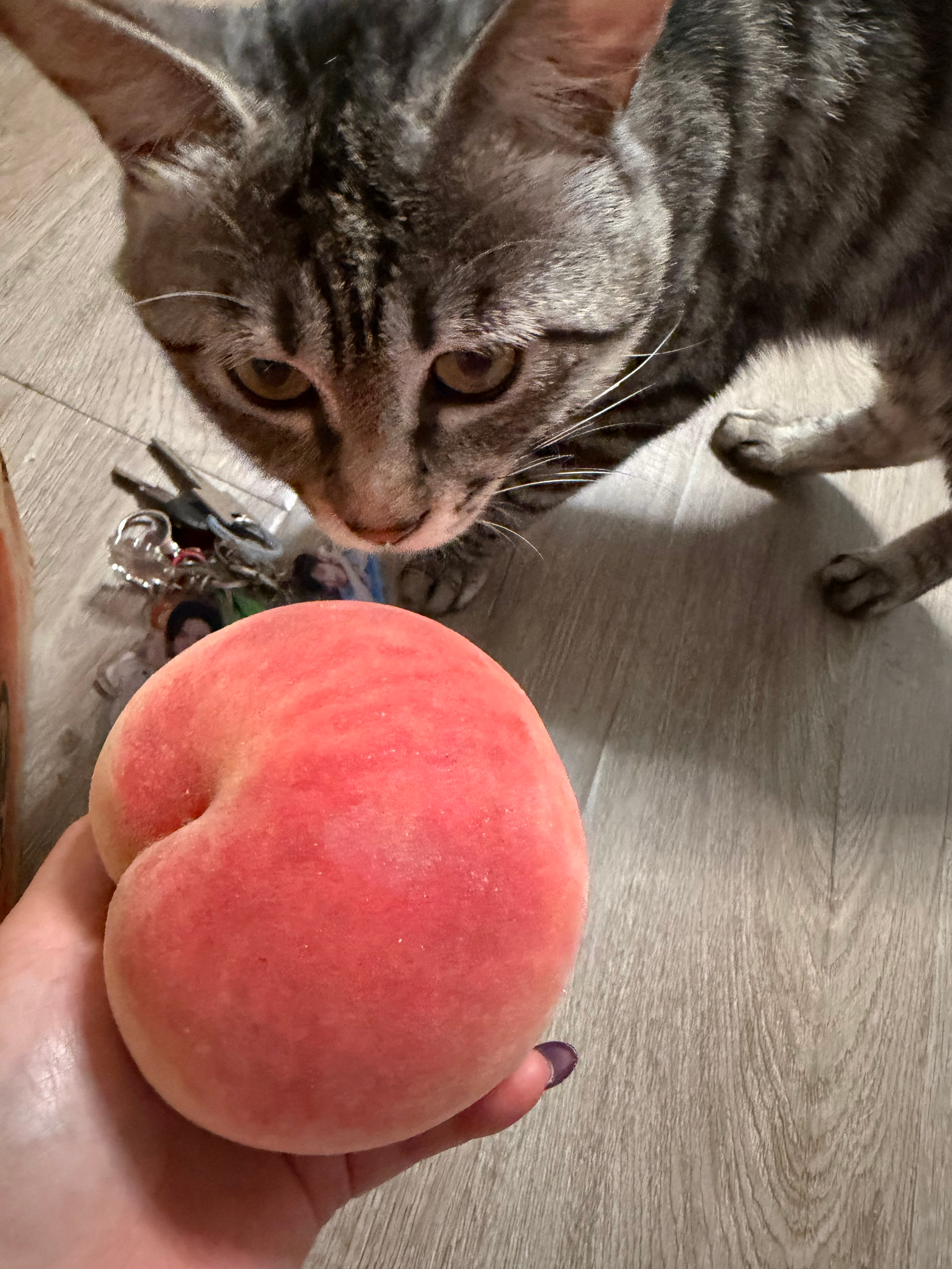 又到了吃桃子的季节啦今天买的是超大的又脆又甜的桃子🍑谁不爱呀猫咪也要闻闻果香
