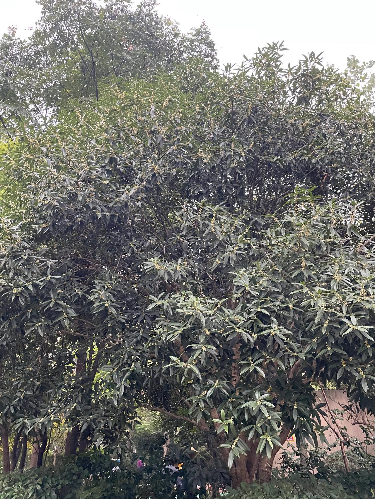 桂花开了
         ——南木子
期待已久桂花开，
清香扑鼻如往年。
虽然