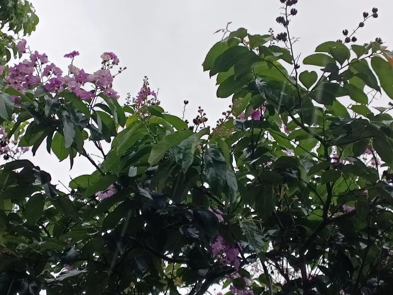 上午下雨随手拍
美丽的花朵在雨中飘飘
美美美灬、灬
下午好