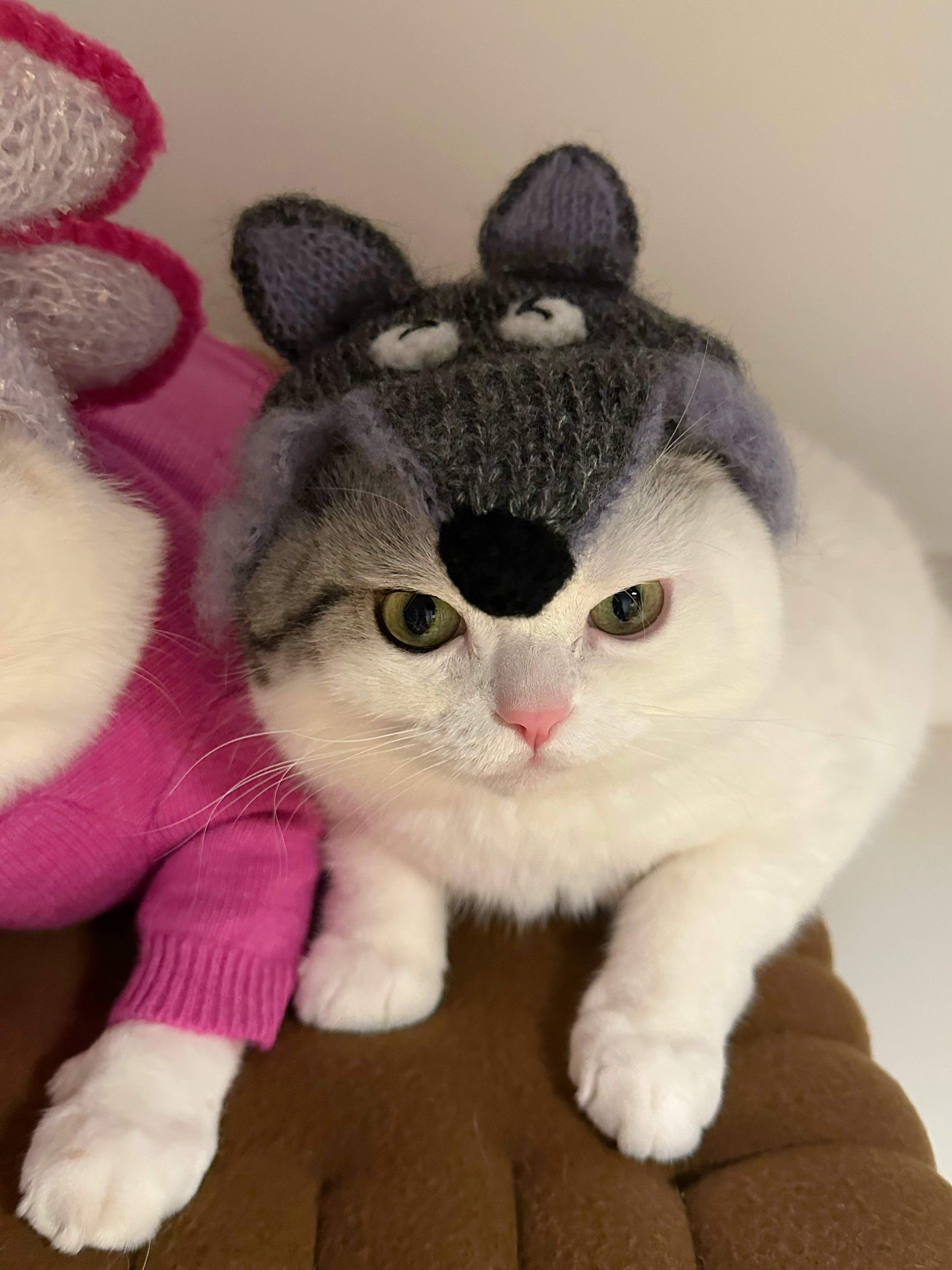 图中有一只是小猪！！ 