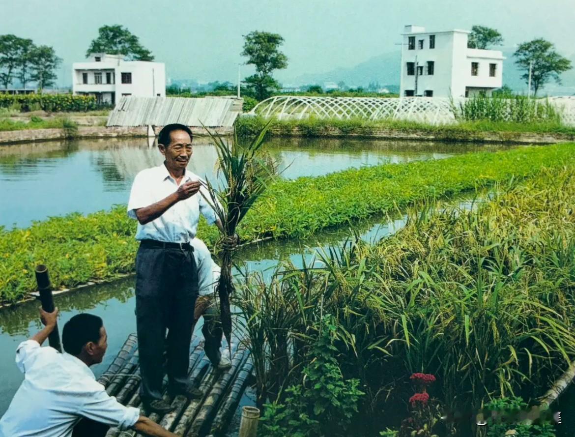 上世纪90年代，水稻专家袁隆平观察水面无土种植水稻生长情况。水面无土种植（水上种