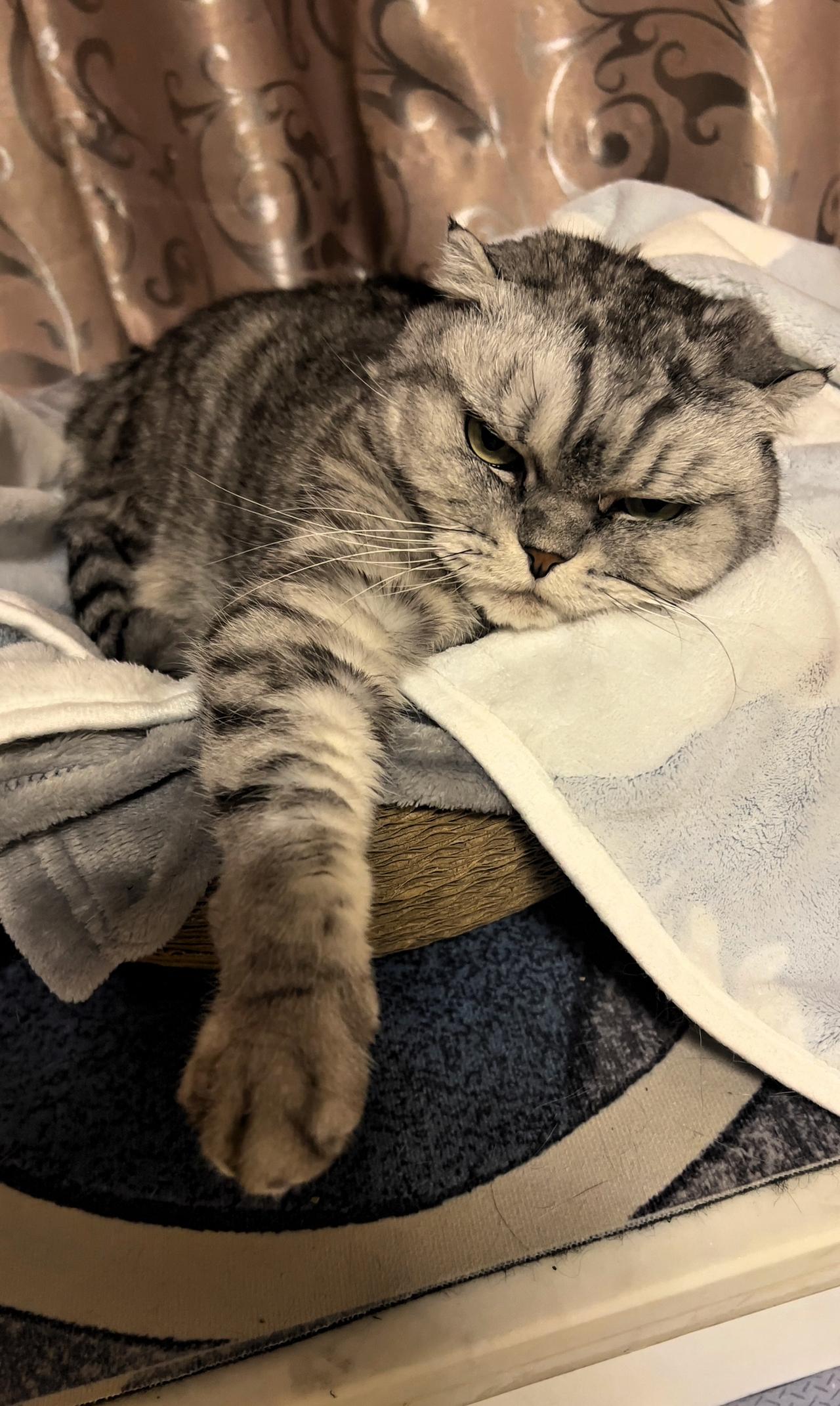 分享家中的猫咪