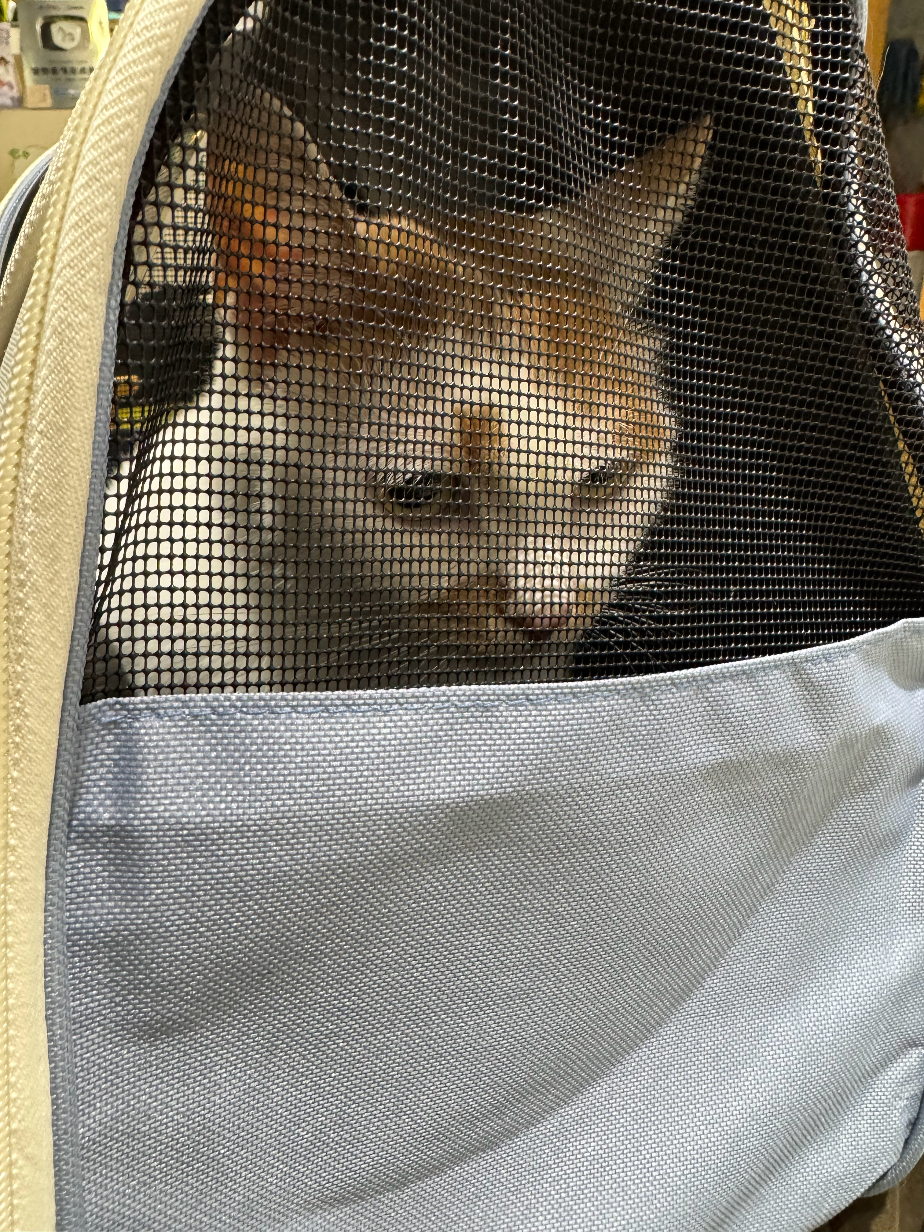 p1  p2  带汐汐和棉花糖来打消炎针P3宠物医院店长P4回到家发现自己嗓子也