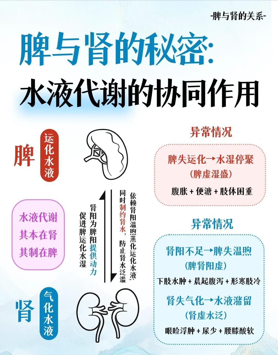 养生人必看！脾与肾“双向奔赴”太重要了！