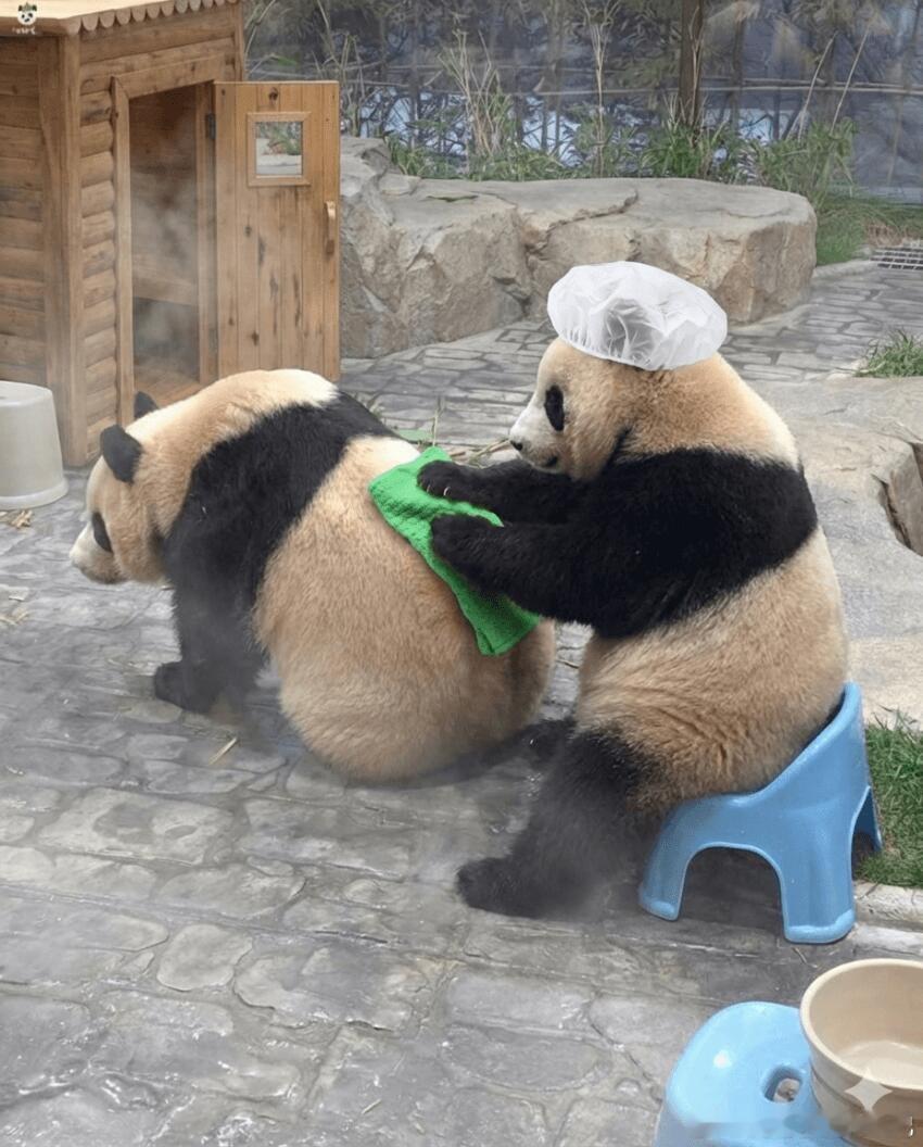 熊熊搓澡工，体验一下～ 