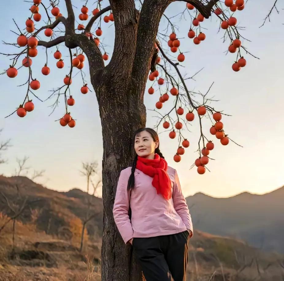 秋风拂面，红柿挂枝头。行走秦岭，感受大自然。每一帧都是热爱。#柿子沟的柿子# #