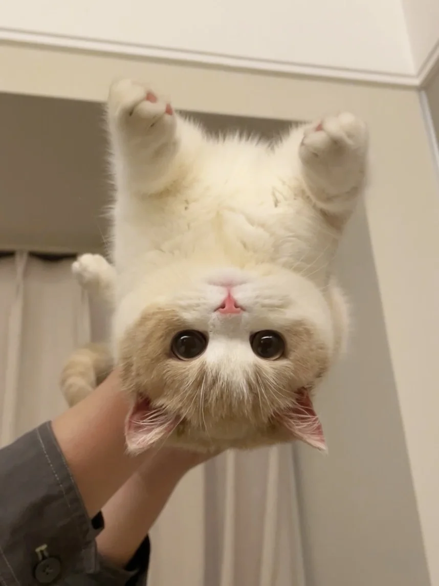 泥嚎~小猫书说，我倒着麻麻就不会过敏了