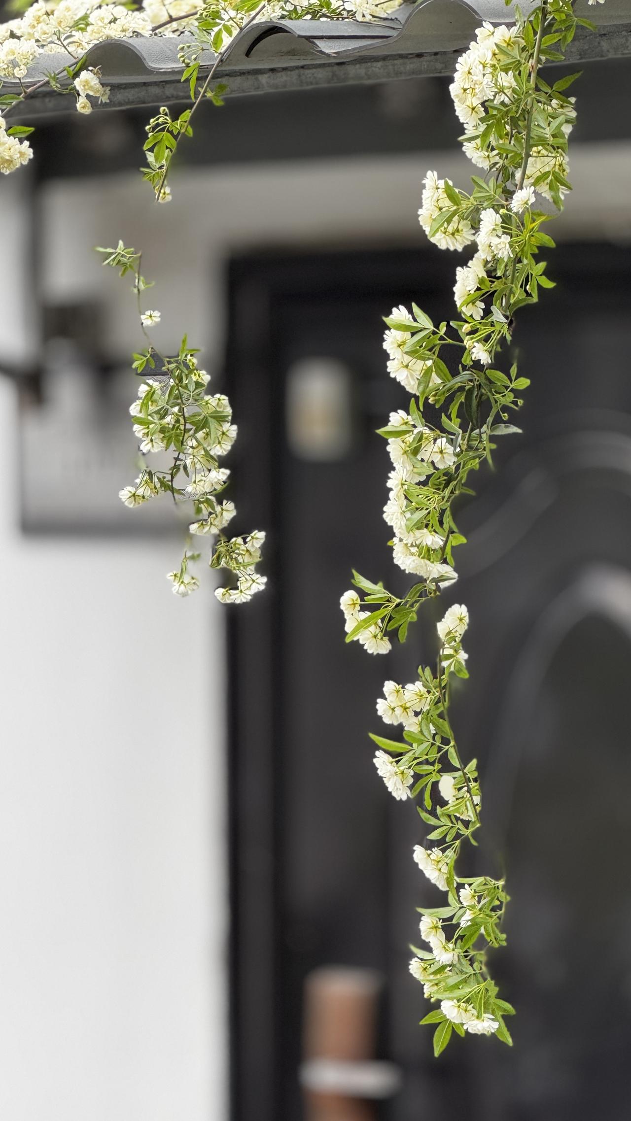 今天路过一户人家门前，忽然被一丛垂挂下来的繁花惊到，花枝轻垂、香气淡淡，一时竟叫
