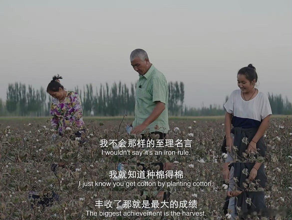 这片土地长出了最美的云朵新疆棉田藏魔法！棉朵变云朵蹦跶，棉农挥汗种生活，电影《地