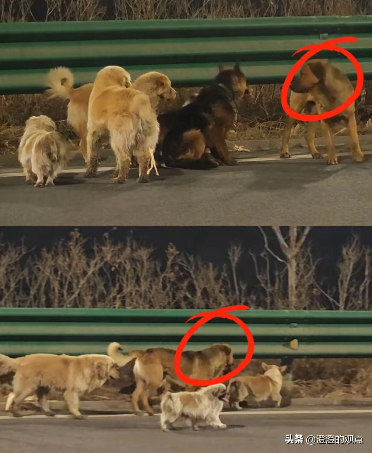 狗贩子这回算是彻底碰上硬茬了。

一窝7只狗被连盆端走，谁成想人家直接上演了一出