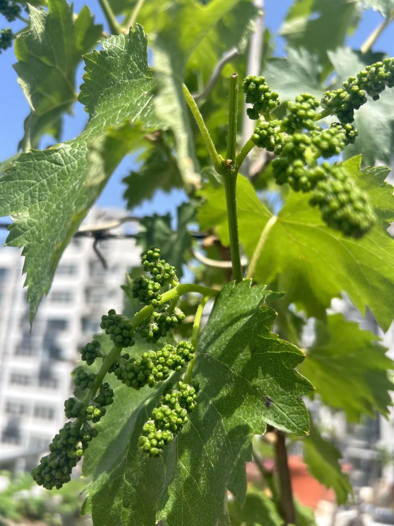 楼顶的葡萄树 这棵葡萄树在我楼顶扎根十年了，于我而言，它早不只是一棵果树，更像一