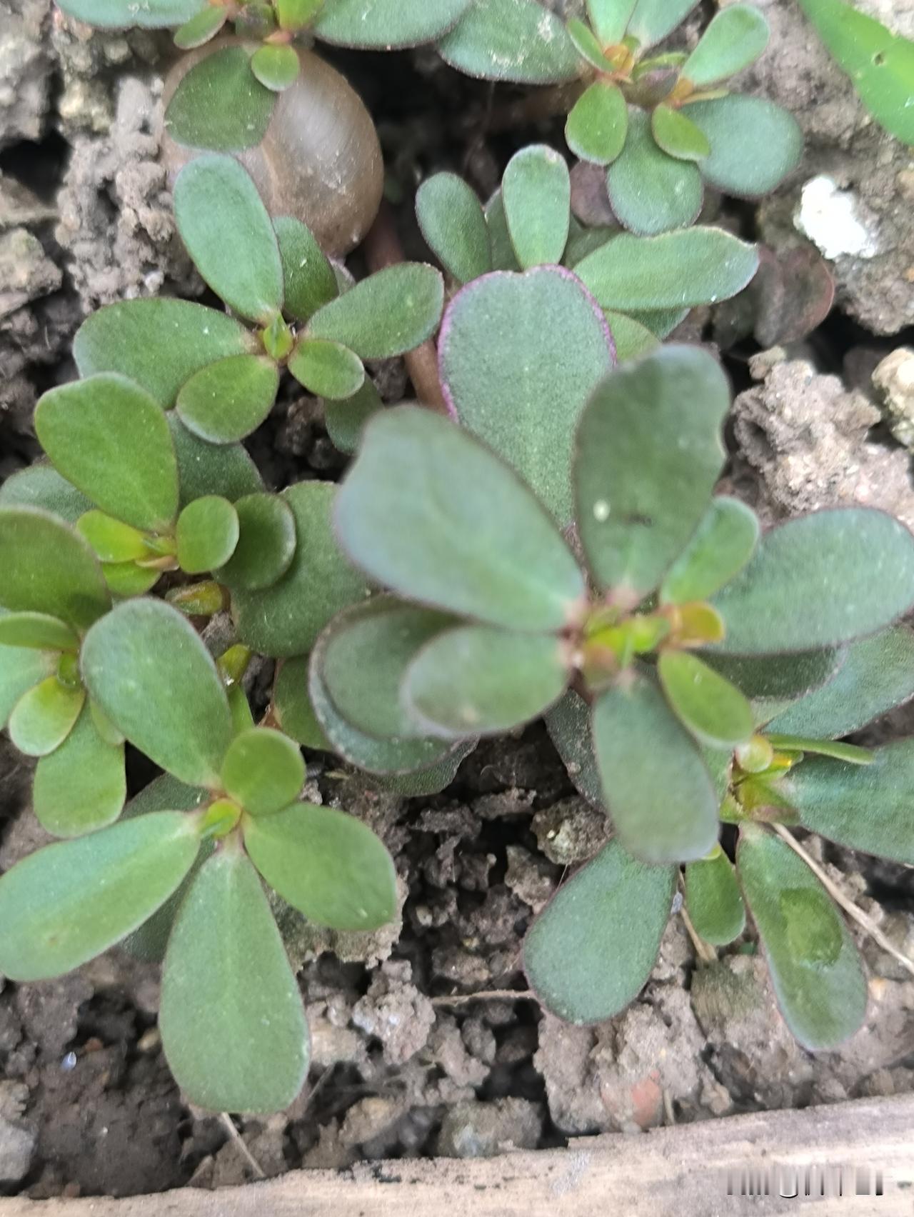 发一张你相册最近拍的花最近我的手机相册里没有拍花。拍了一颗草。我觉得有一小块儿菜