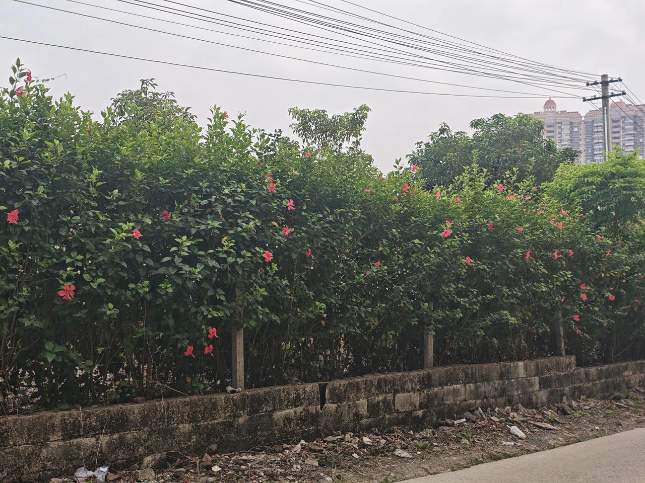 “大雪”都过了，这里却有很浓的春天气息。