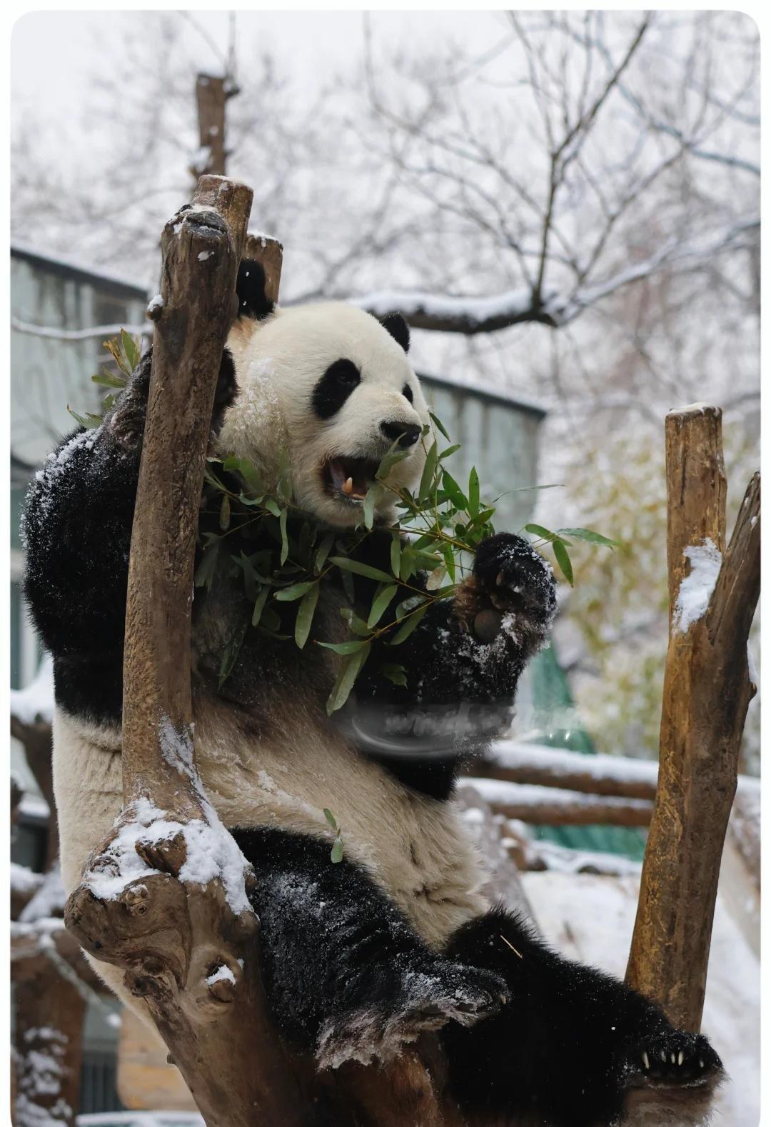 雪么么