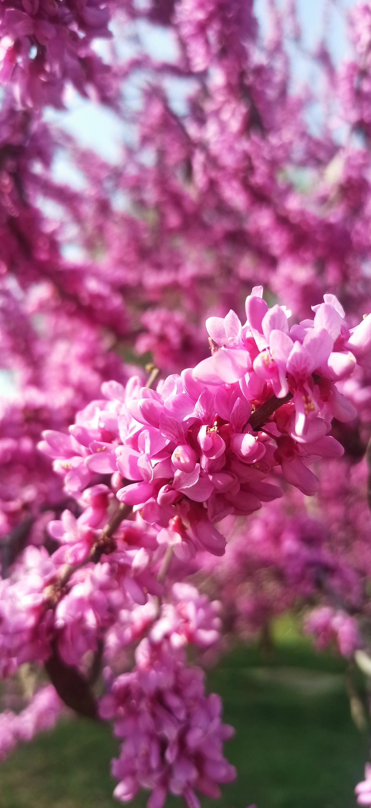 蝶恋花·紫荆盛处｜春风满坞，醉赏芳华
 
紫雾秾香凝晓露，万簇绡痕叠作春云缕。