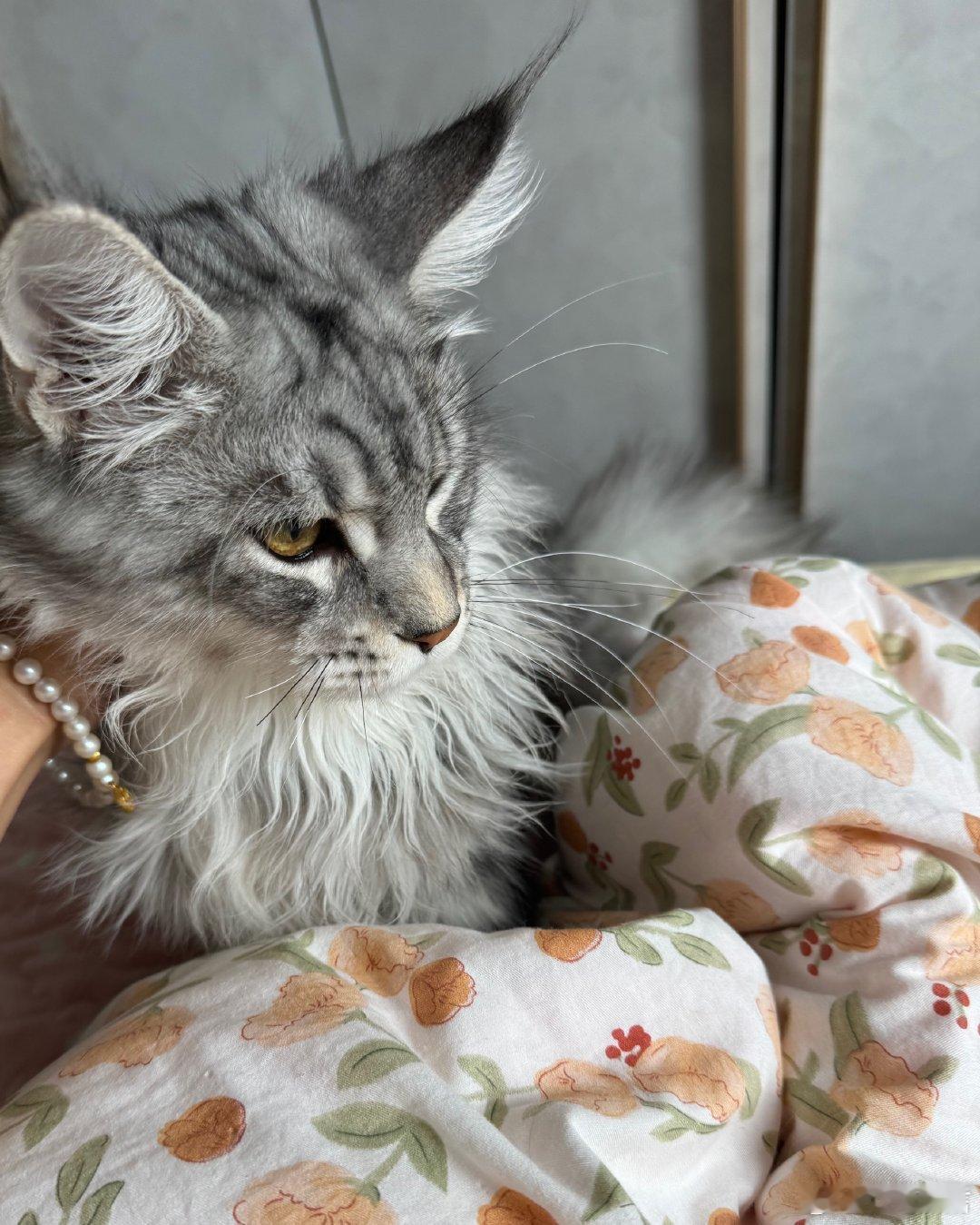 找到我和猫都能吃很好的办法了终于摸索出完美干饭方案！我备上减脂餐配鲜榨果汁，旁边