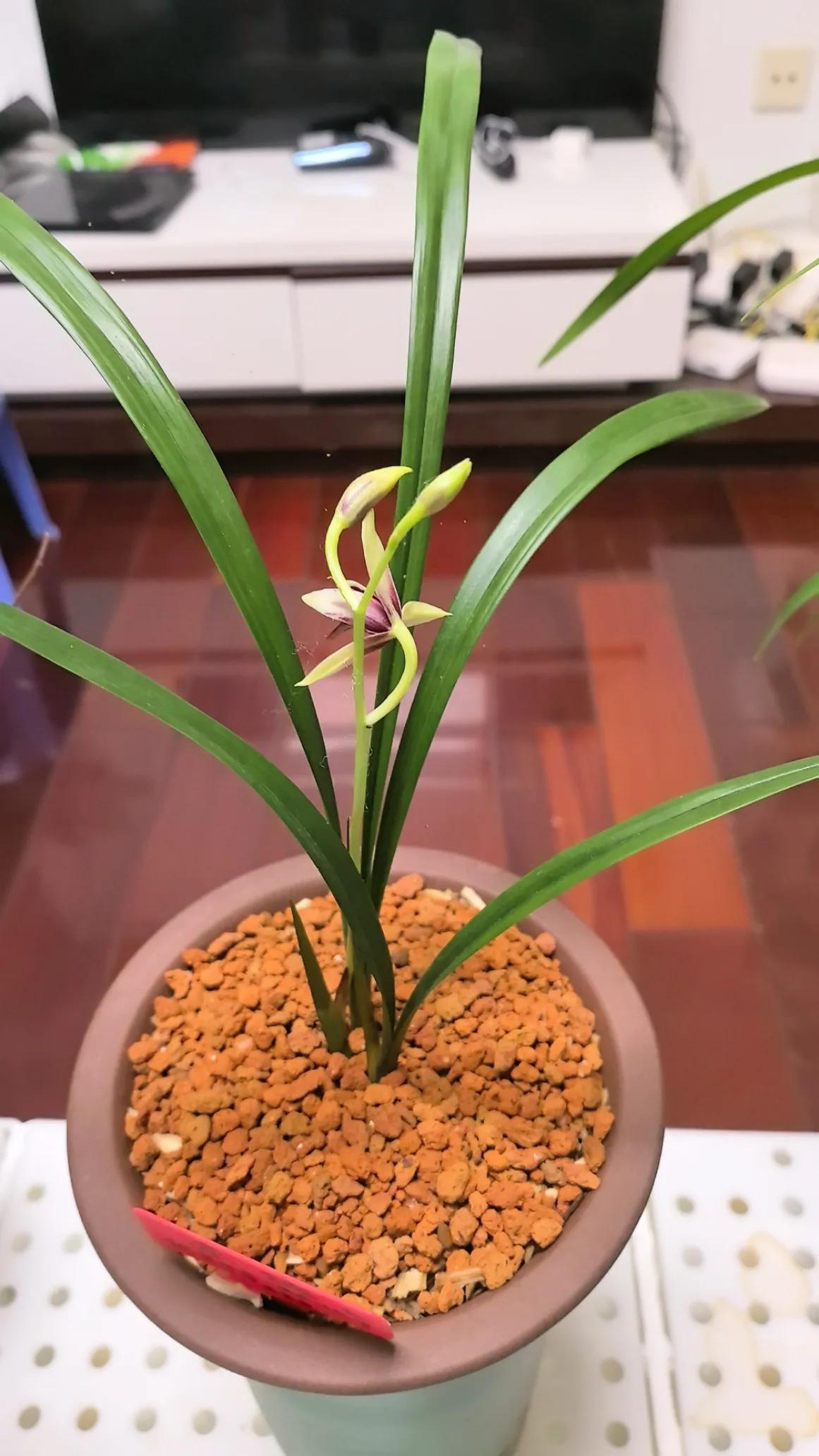 建兰赤城，开花了，好香，好看，名品就是牛
国庆期间新入手的建兰赤城，惊喜绽放了。