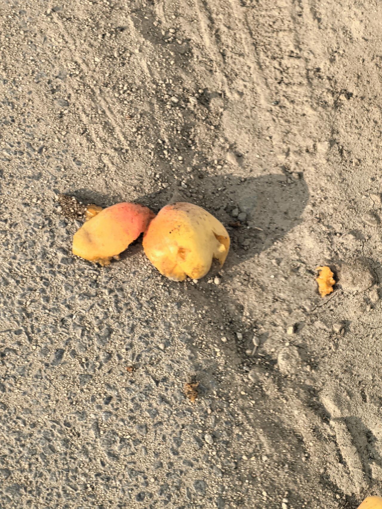 又到杏熟季节。以沙金红为例，市场上售价多在三块到六块之间。