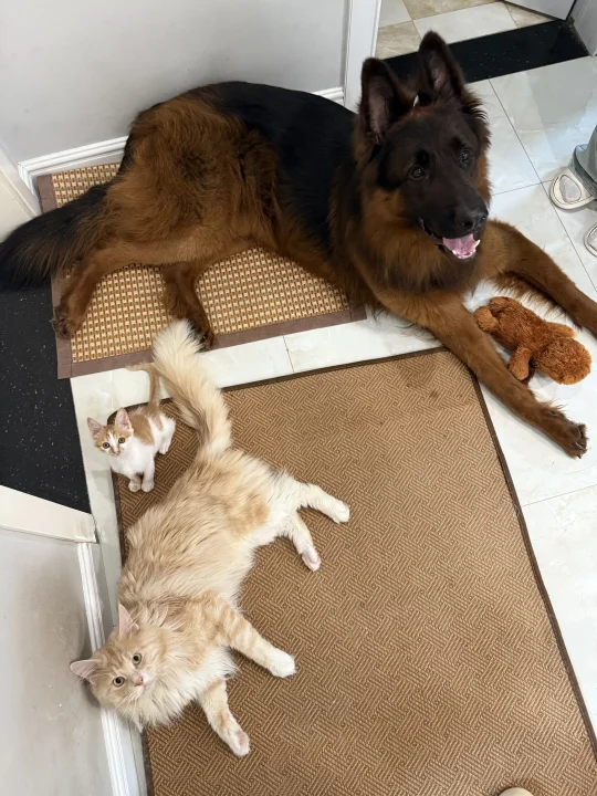 105斤茶杯犬和茶杯咪