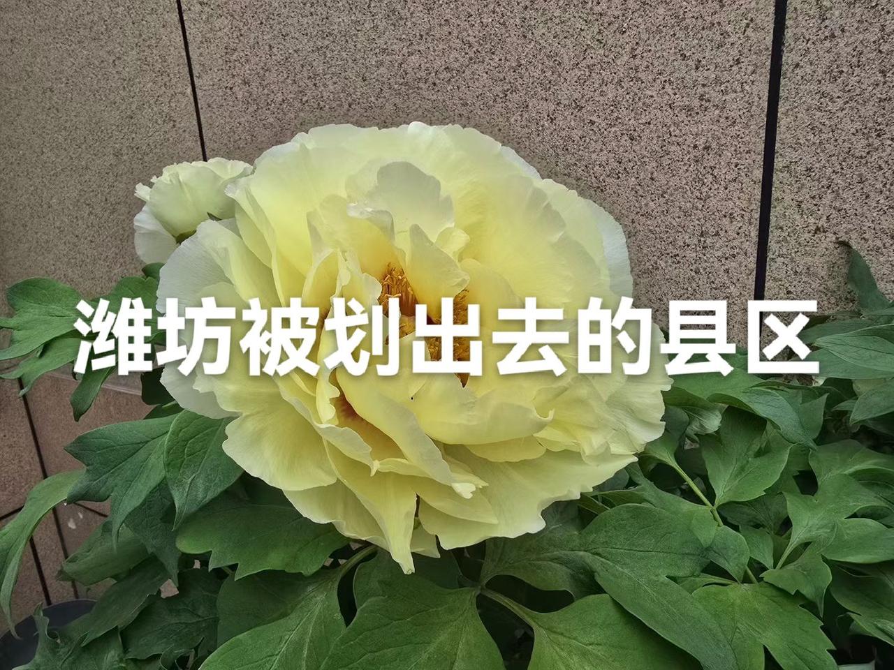 潍坊市（昌潍地区）被划出去的县区:临淄县、胶县、胶南县、黄岛区、平度县、五莲县、