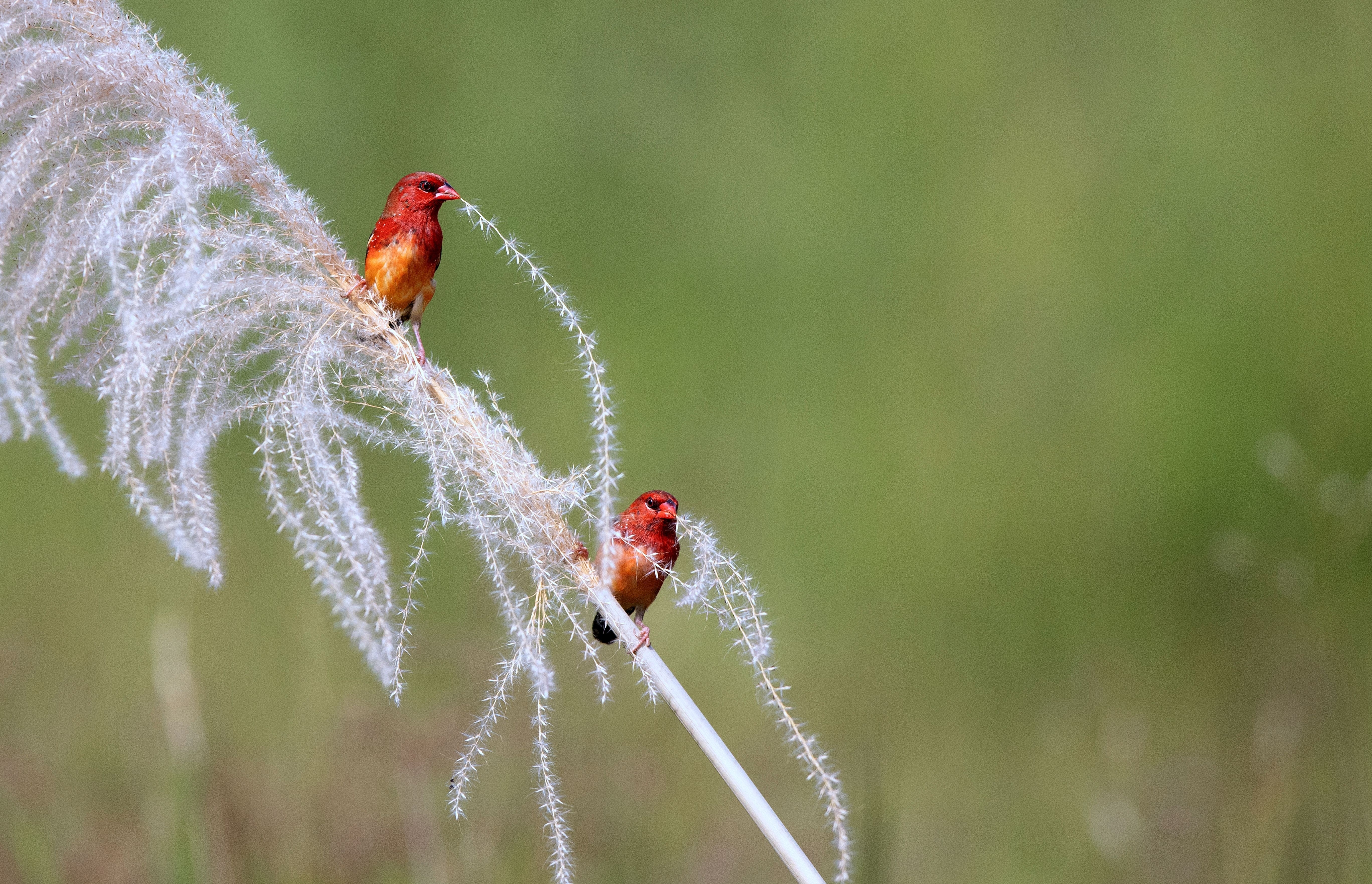 翻旧照发现两只红梅花雀在“约会”🌸 它们站在白白的芦苇花穗上，脑袋凑在一起，像