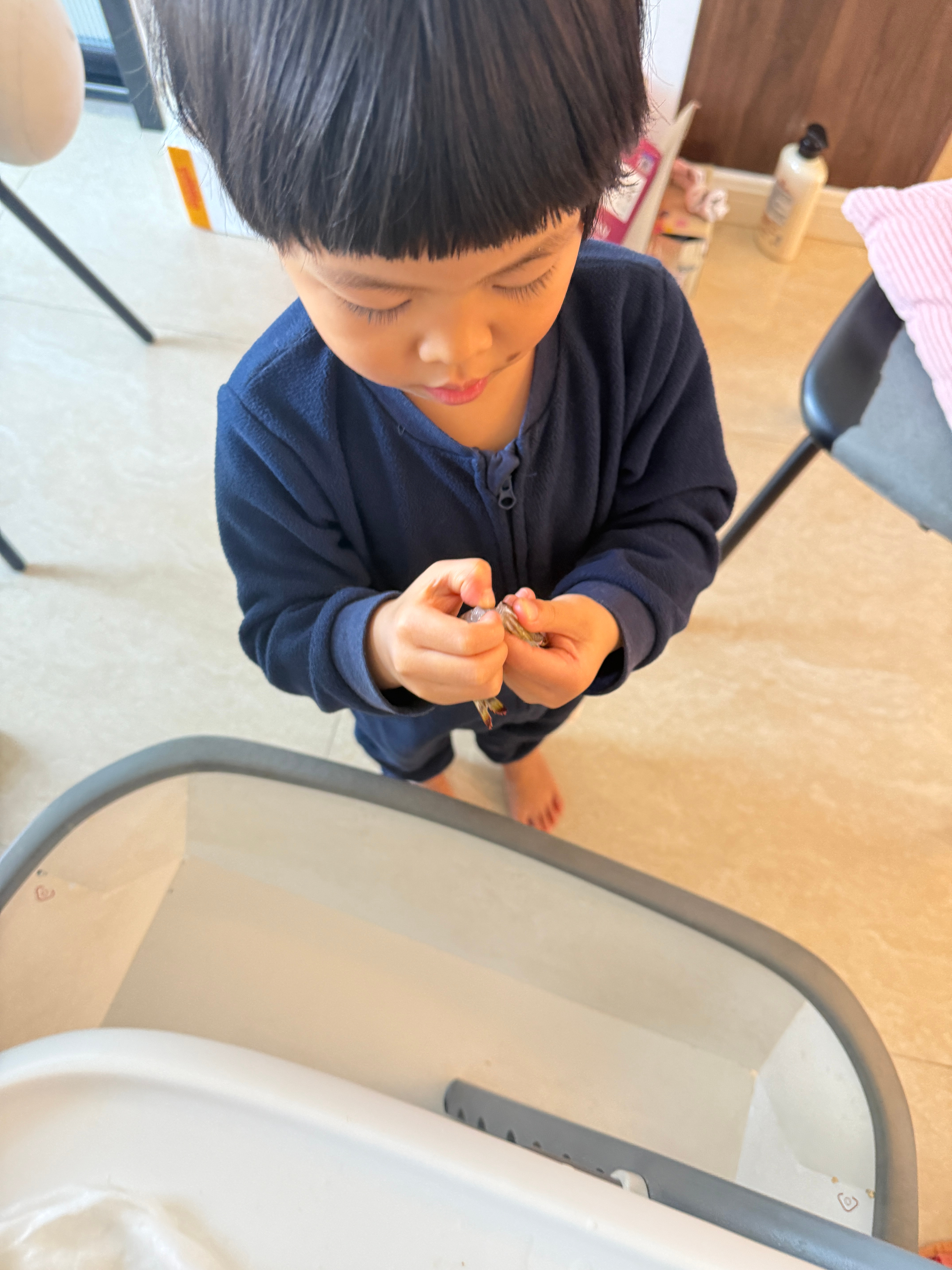 我一己之力生出了这个家最狠的人小素生剥活虾，活生生的把虾头撕下来了，虾一弹一弹垂