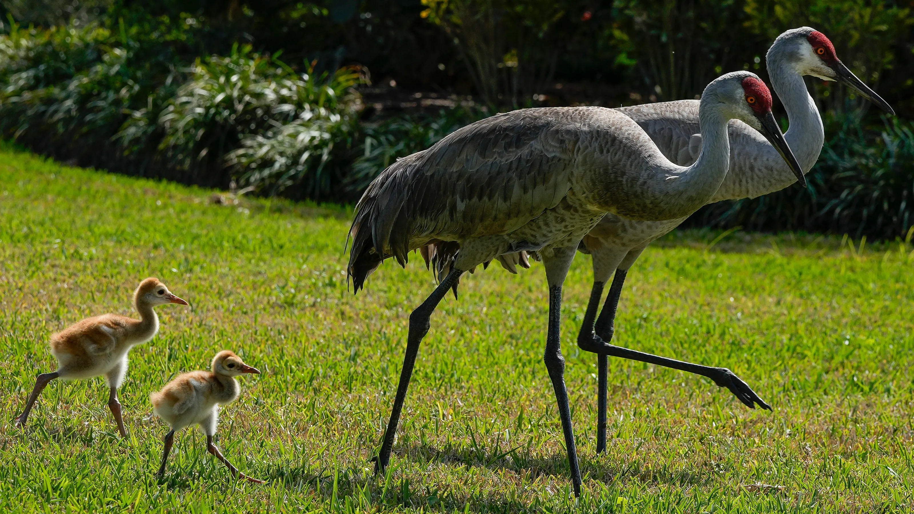 我每天都可以在后院水边的这个角落看到一只sandhill crane, 查了一下