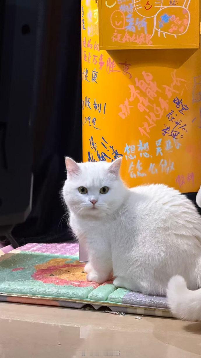 陪吒宝乖乖直播的咪咪2026PEL春季赛总决赛 2026pel春季赛 PEL春决