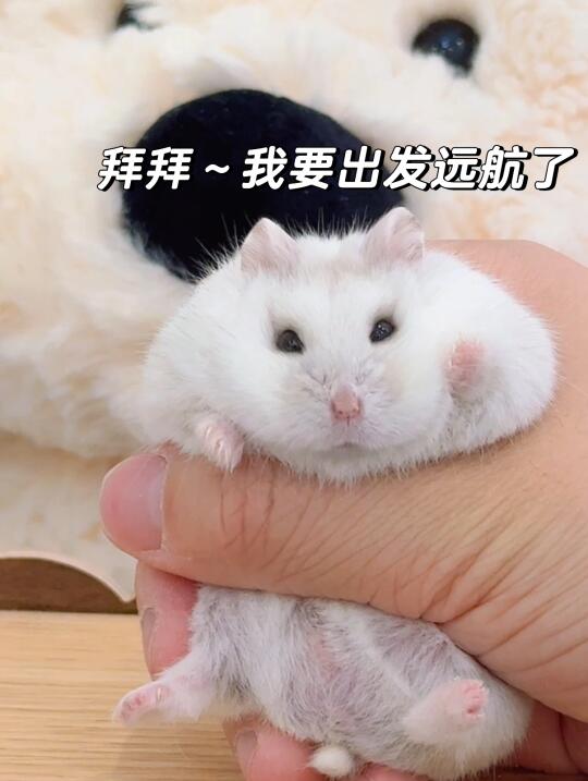 拜拜～孩子要远航了