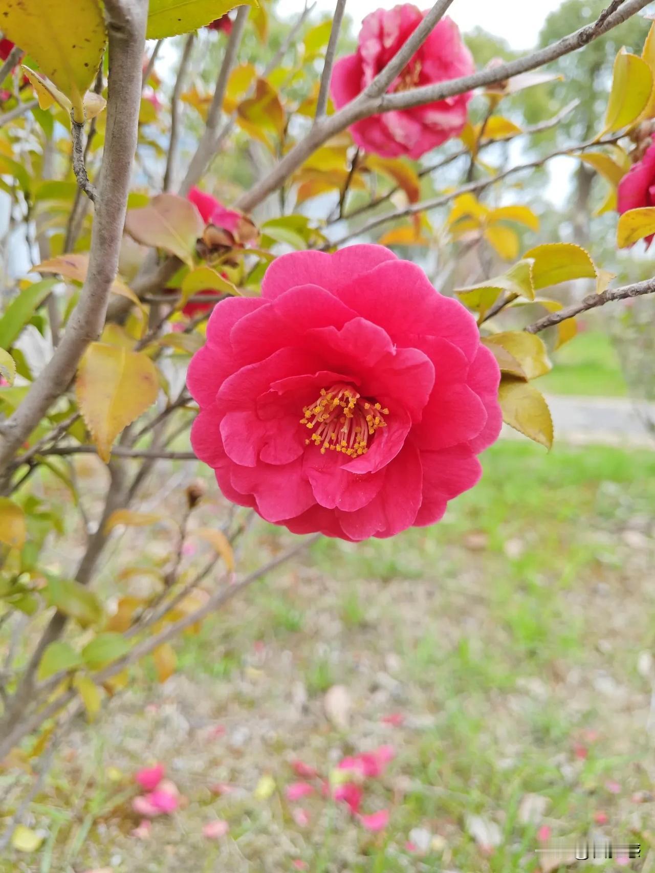 春日生活打卡季茶花美拍