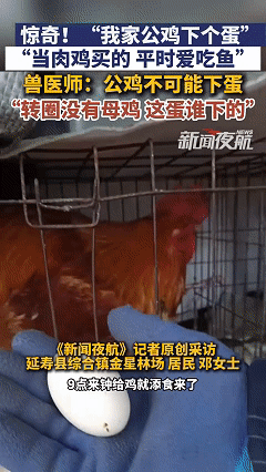 “解释不清了！”黑龙江男子给公鸡添食的时候，发现鸡笼子里卧着个圆滚滚的鸡蛋，更惊
