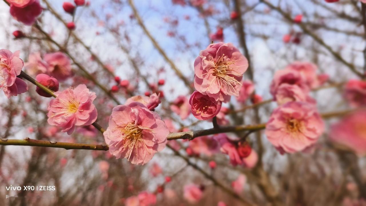 细瞧梅花枝干苍劲，花瓣娇嫩无比。近几日的冷空气来袭，她们却在这寒风里肆意舒展，一