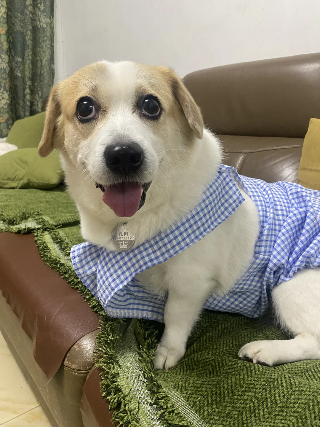 中老年犬心脏养护，麦德氏护心q10亲测好使
