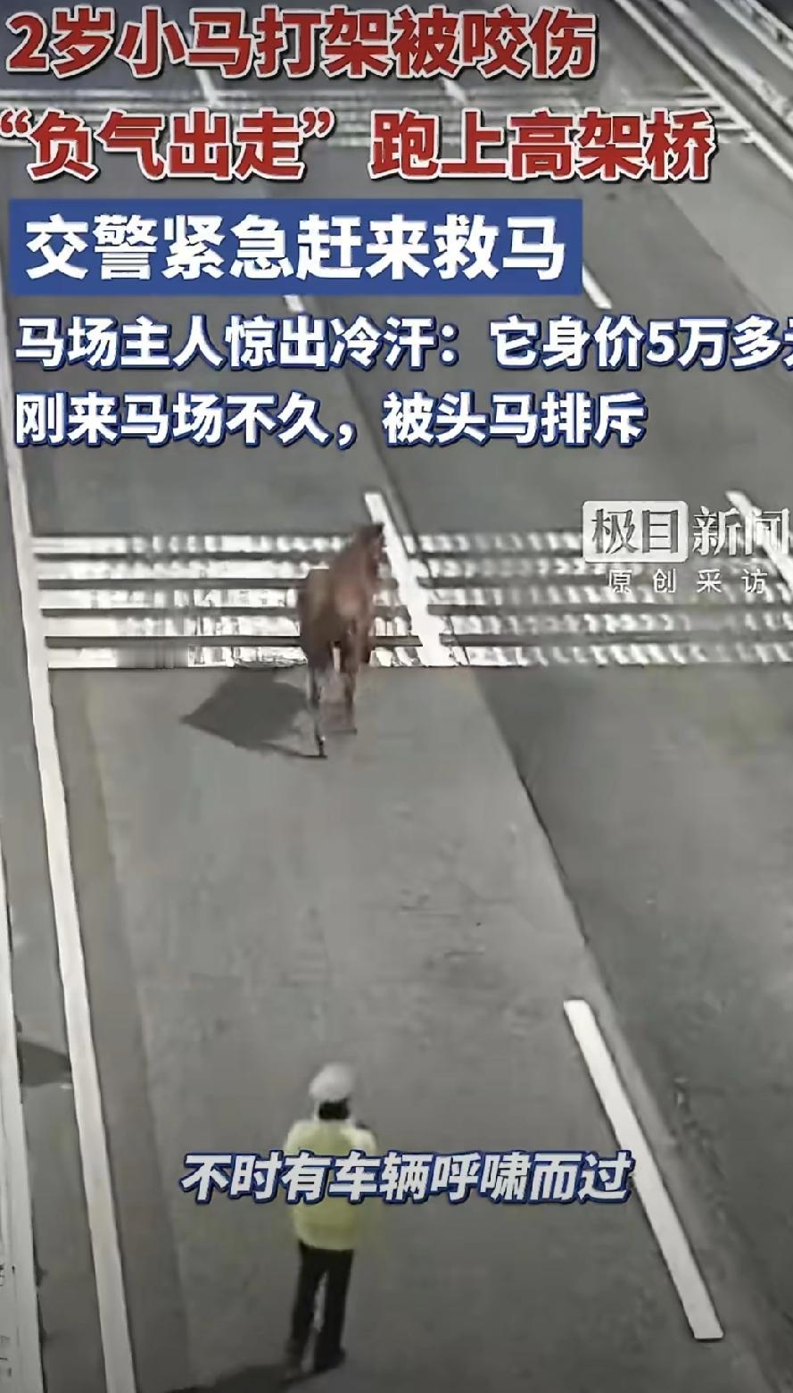 你说这小马是不是跟小孩一模一样？

半夜三更，武汉欢乐大道高架上，有司机开得好好