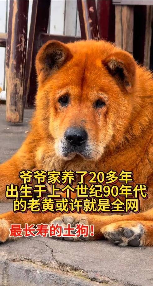 看完破防！乡下26岁老土狗，用二十多年一生守候一家人
 
近日，乡下一则老黄狗的