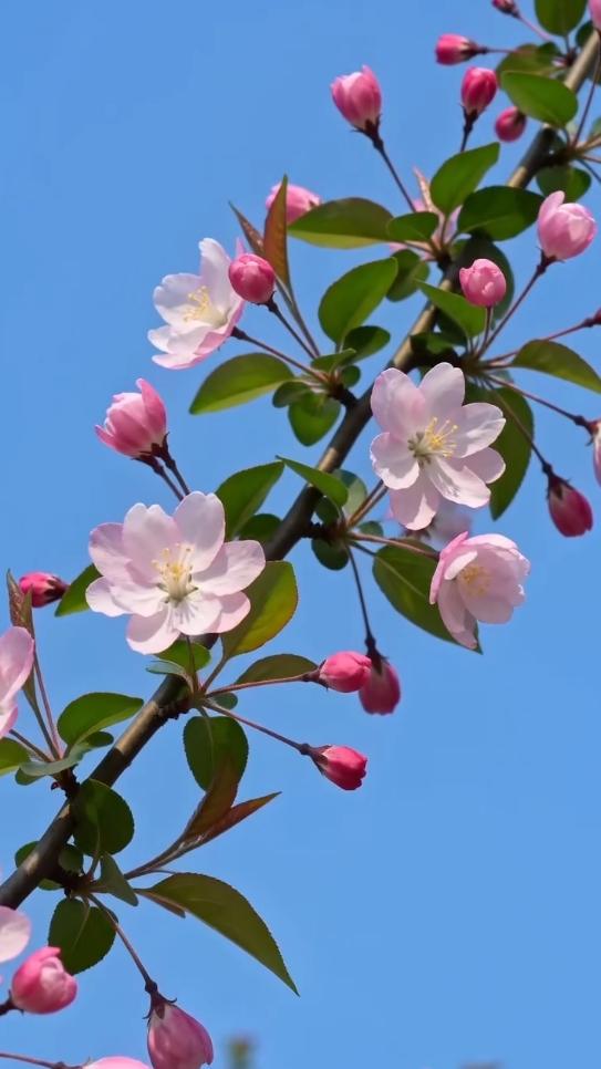 晒图笔记大赛春日海棠，晴光正好。花苞待放，繁花初绽，在蓝天的背景里，晕开了一整个