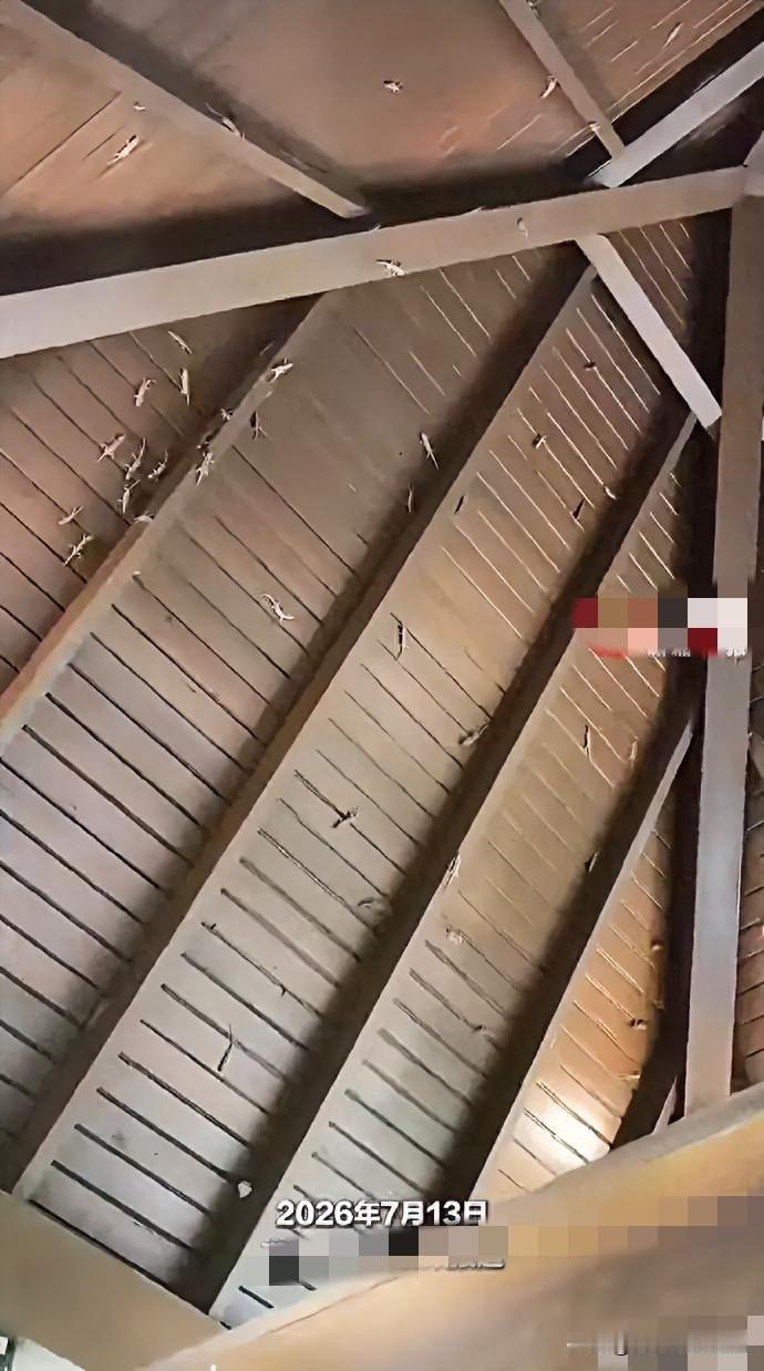 三亚亚龙湾热带天堂森林公园内，一名游客如厕时撞见满墙的壁虎，当场被逗笑，调侃自己