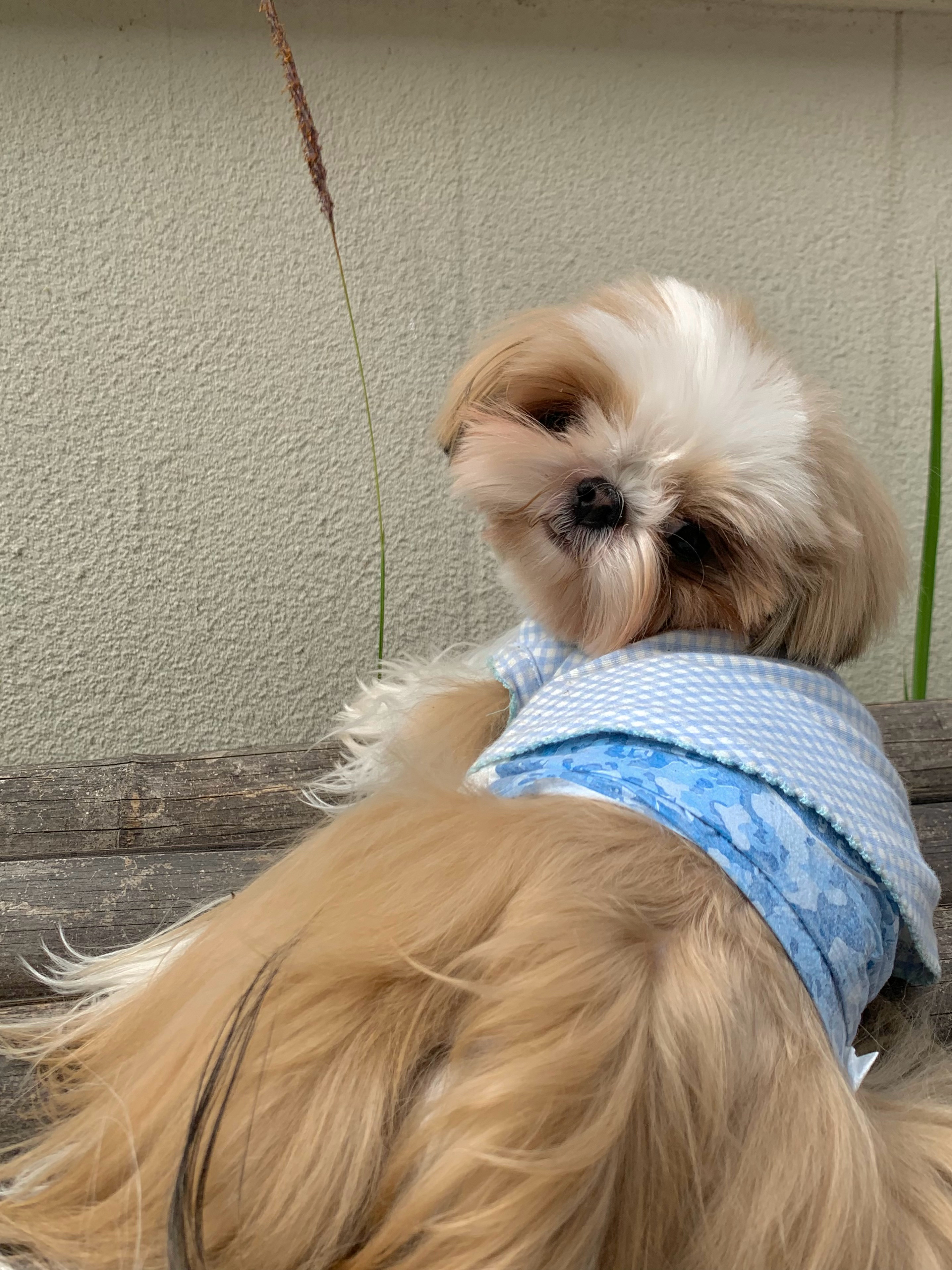 🐶 ​​​