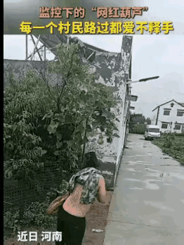“网红葫芦”，每一位村民都路过爱不释手，村民的素质真高