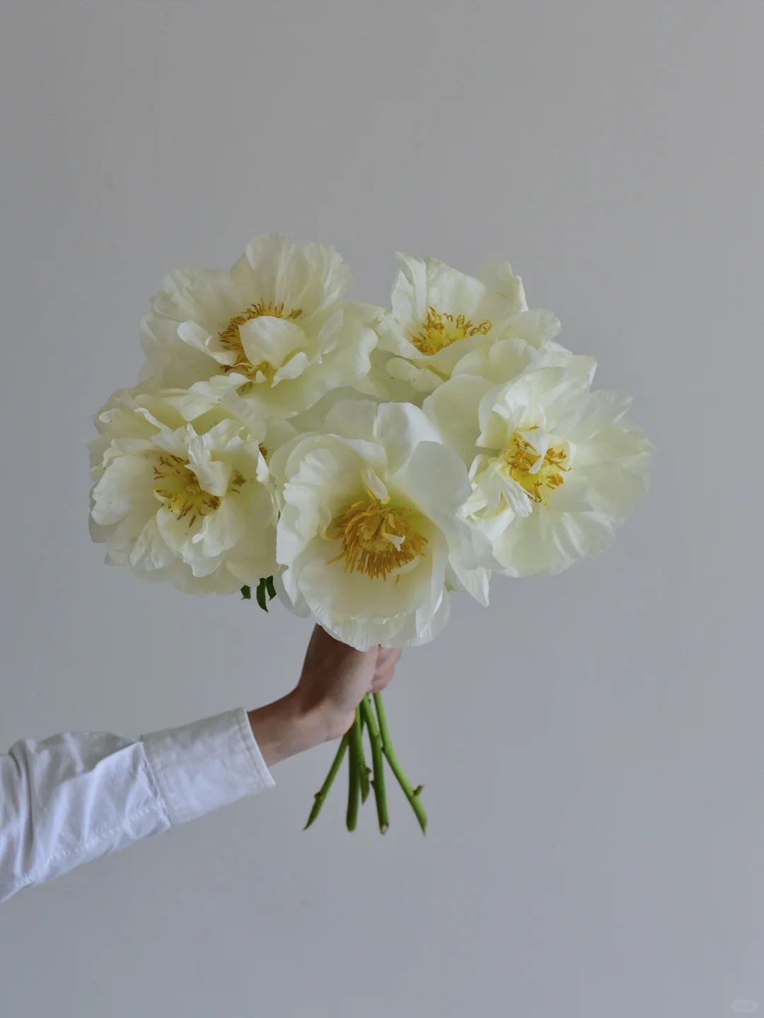 日本芍药·Prairie moon