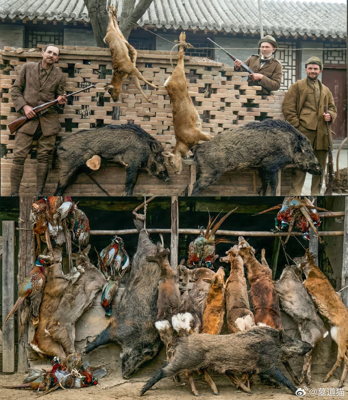 被捕杀的野生动物，山东德州，1922年 