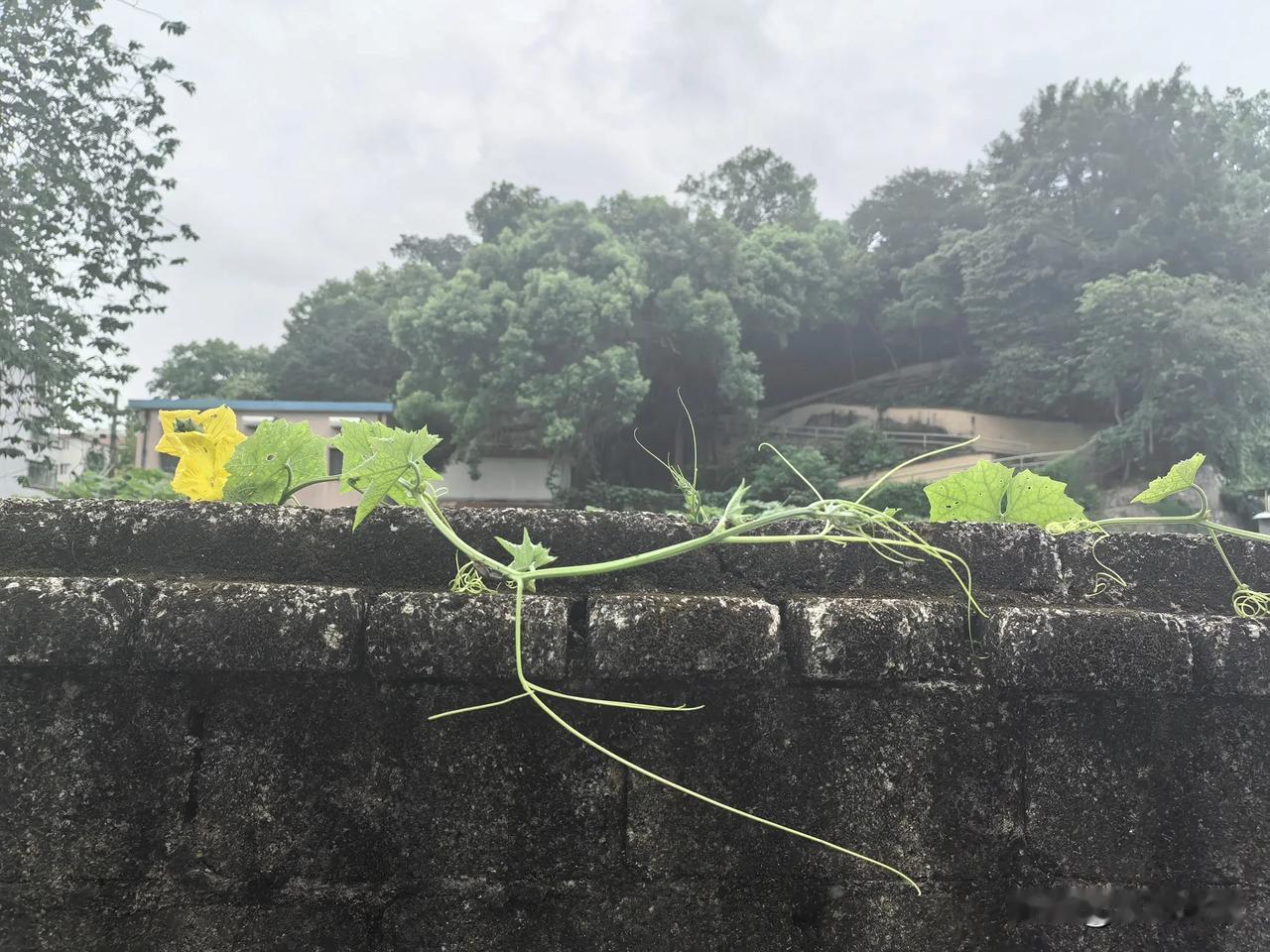 睡醒午觉，心情本来还挺不错的，房子已经算是建好了，还有一些杂七杂八的东西要处理。