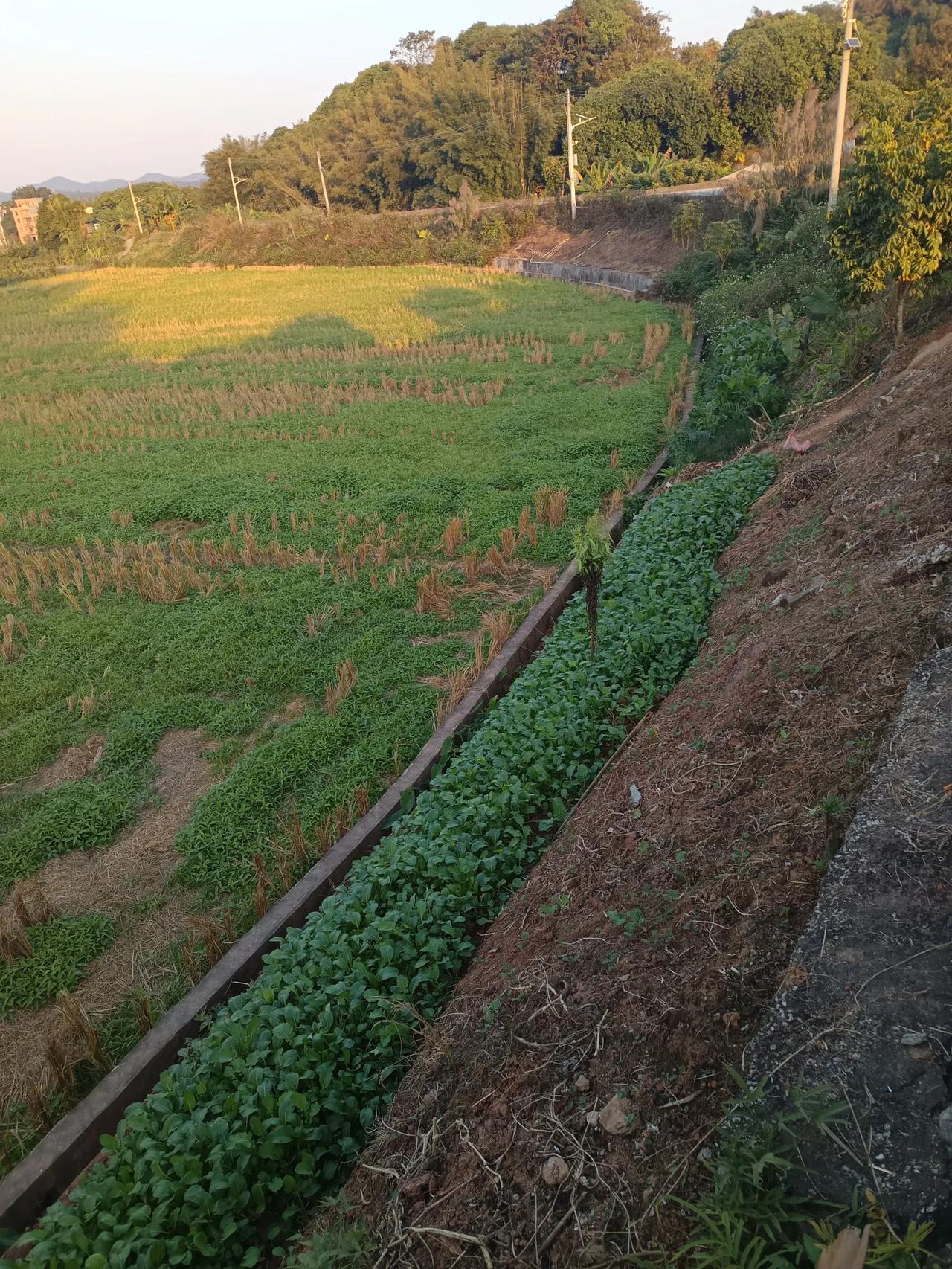 落地三声命注定。我堂妹一生命运多舛，先是在一岁左右就被别人拐走，在养家过着侍女的
