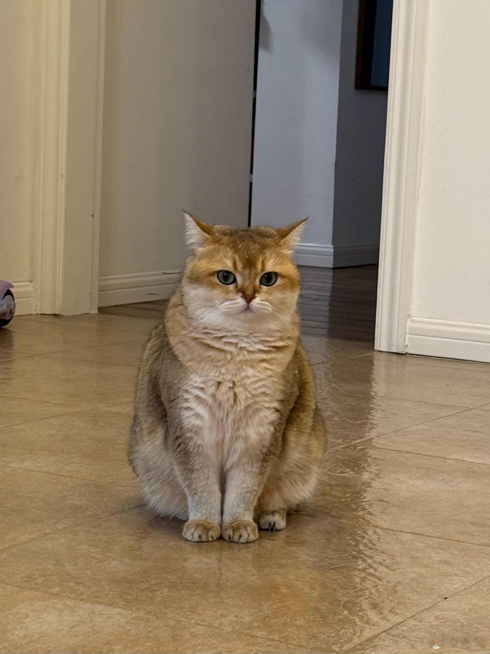 猫咪的眼神仿佛在说：看，还是我比较乖吧 