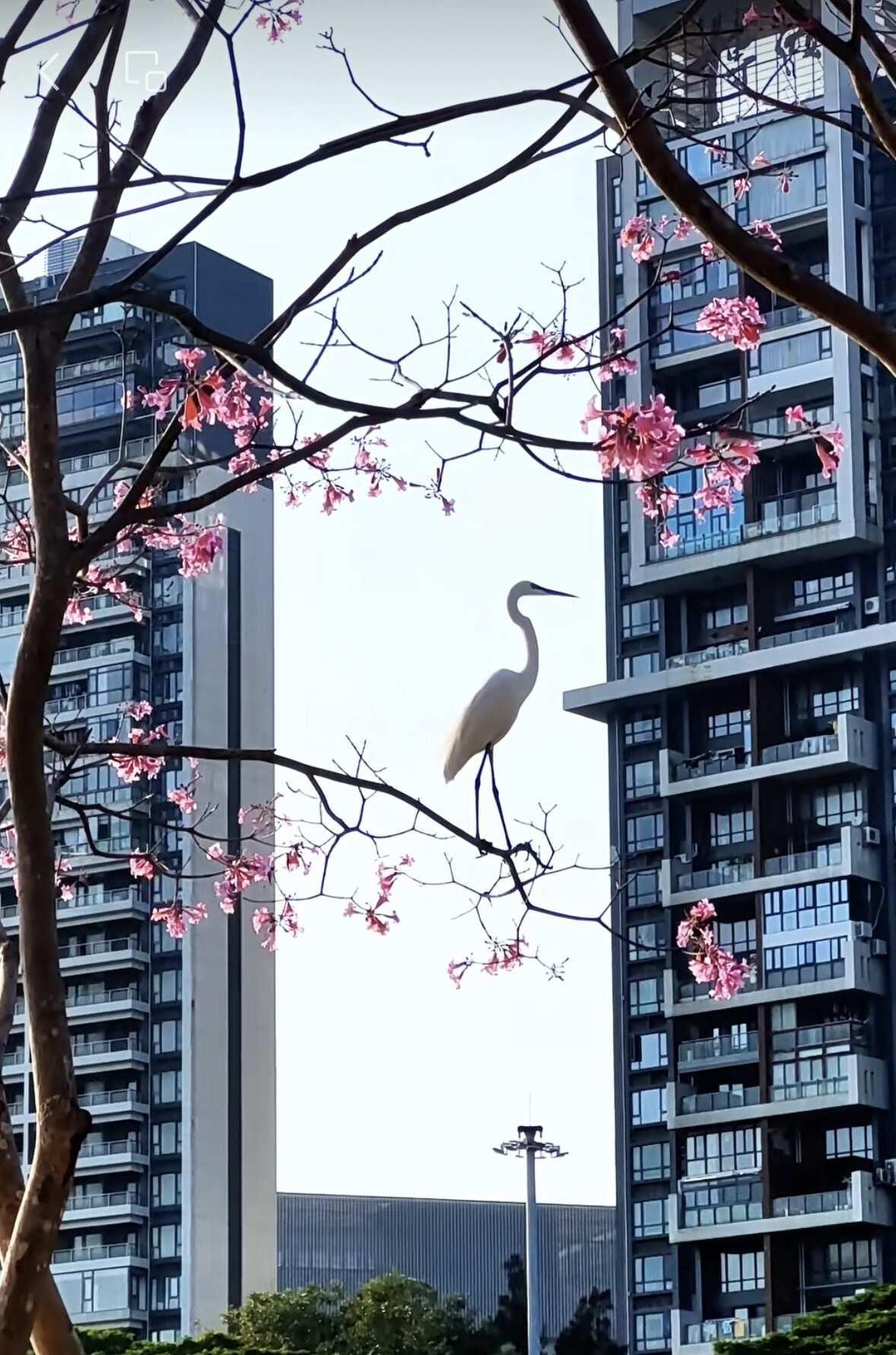 深圳封神时刻 国画诚不欺我
刷到深圳大沙河边这古人笔下的神仙时景，感慨这座城市坚