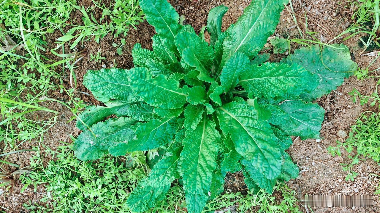这是癞蛤蟆草，是民间常用的中草药。
癞蛤蟆草的典型特点：叶片表面褶皱凹凸不平，触