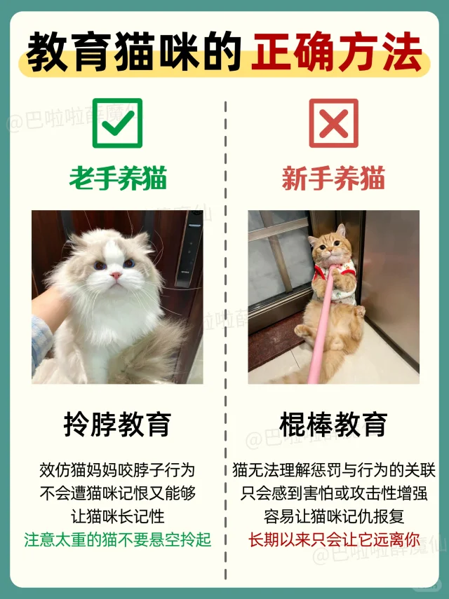 ❌拒绝猫咪记仇｜get教育猫咪的正确方式❗️