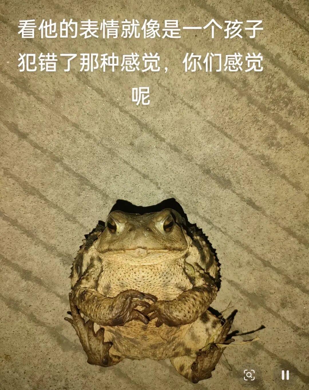 网上掀起了一场很特别的热潮，不少网友纷纷站出来，向小时候被自己伤害过的癞蛤蟆道歉