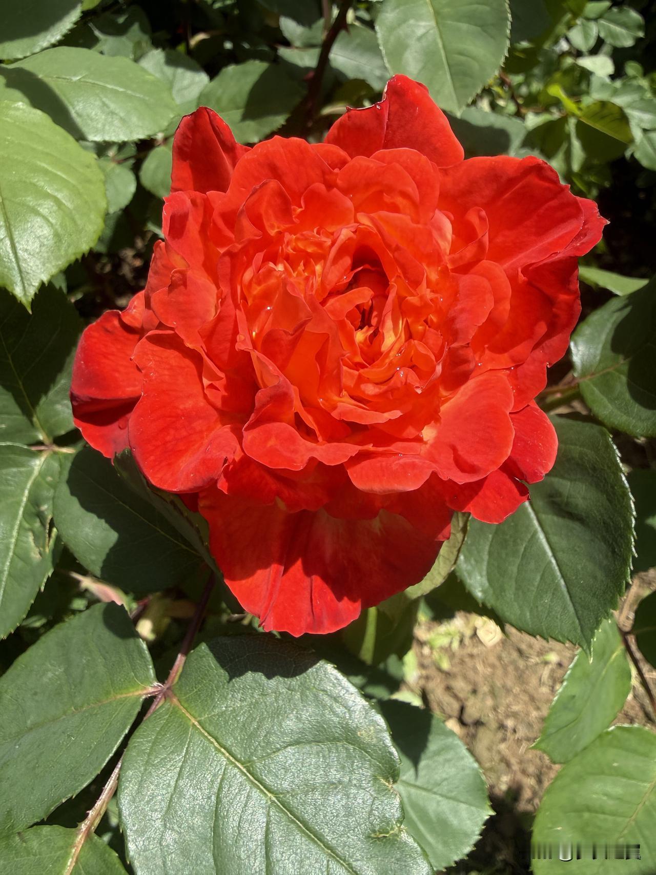 【小对联】
上：……？
下：吻别。