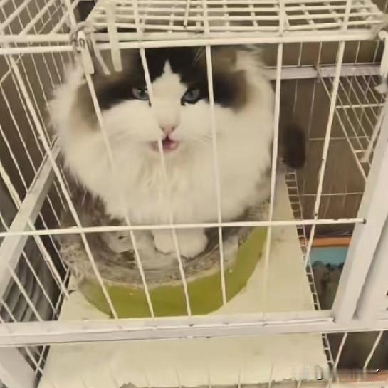 布偶猫本应是被捧在手心悉心呵护的娇贵宝贝，可这只却被丢在露天笼子里，在北方的皑皑